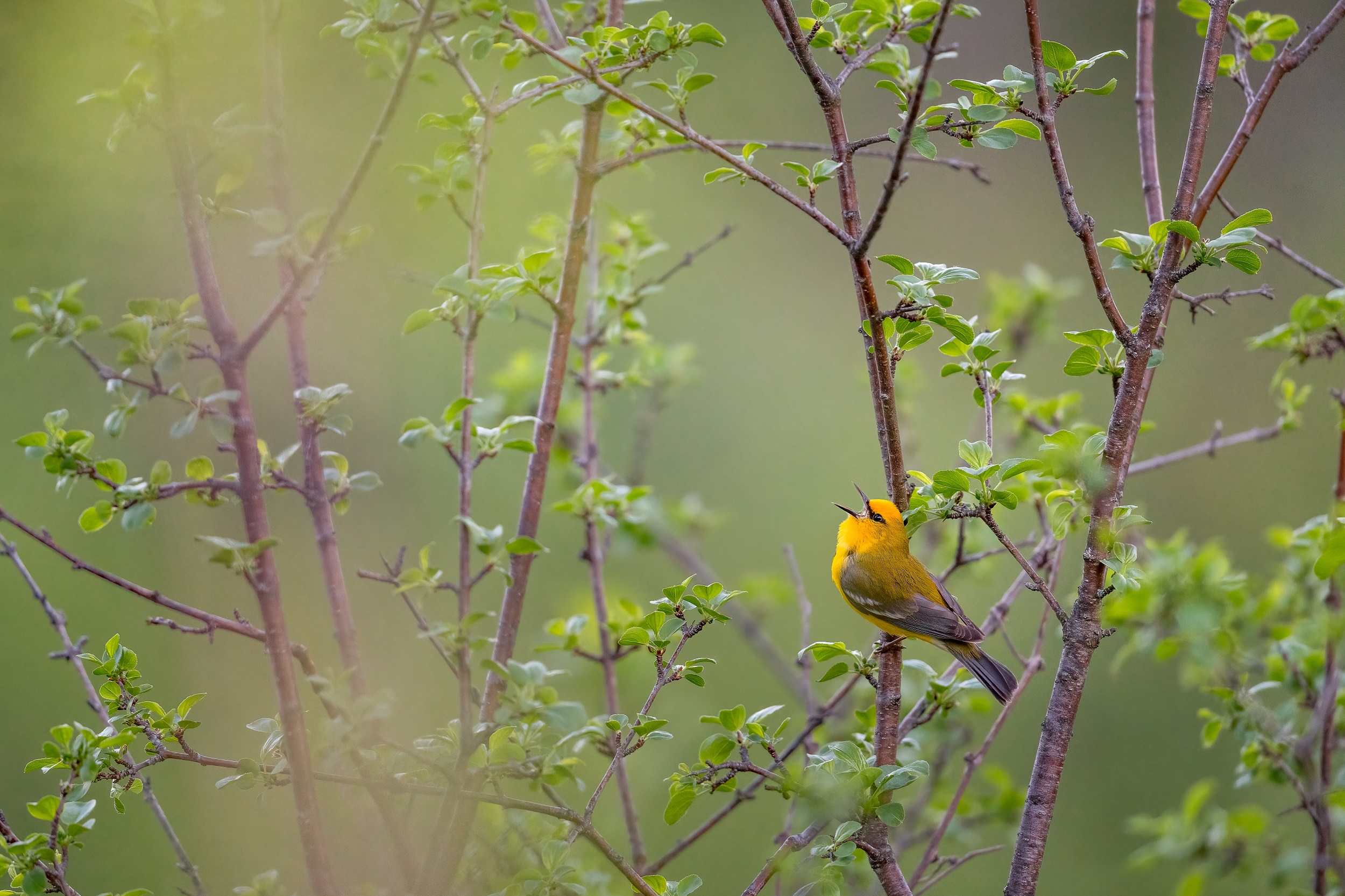 slightly wide photo of an adult male Blue-winged Warbler - a bright yellow bird with a black eye mask, silvery-blue wings, and two white wingbars. the bird is perched lower down on a branch and singing up into