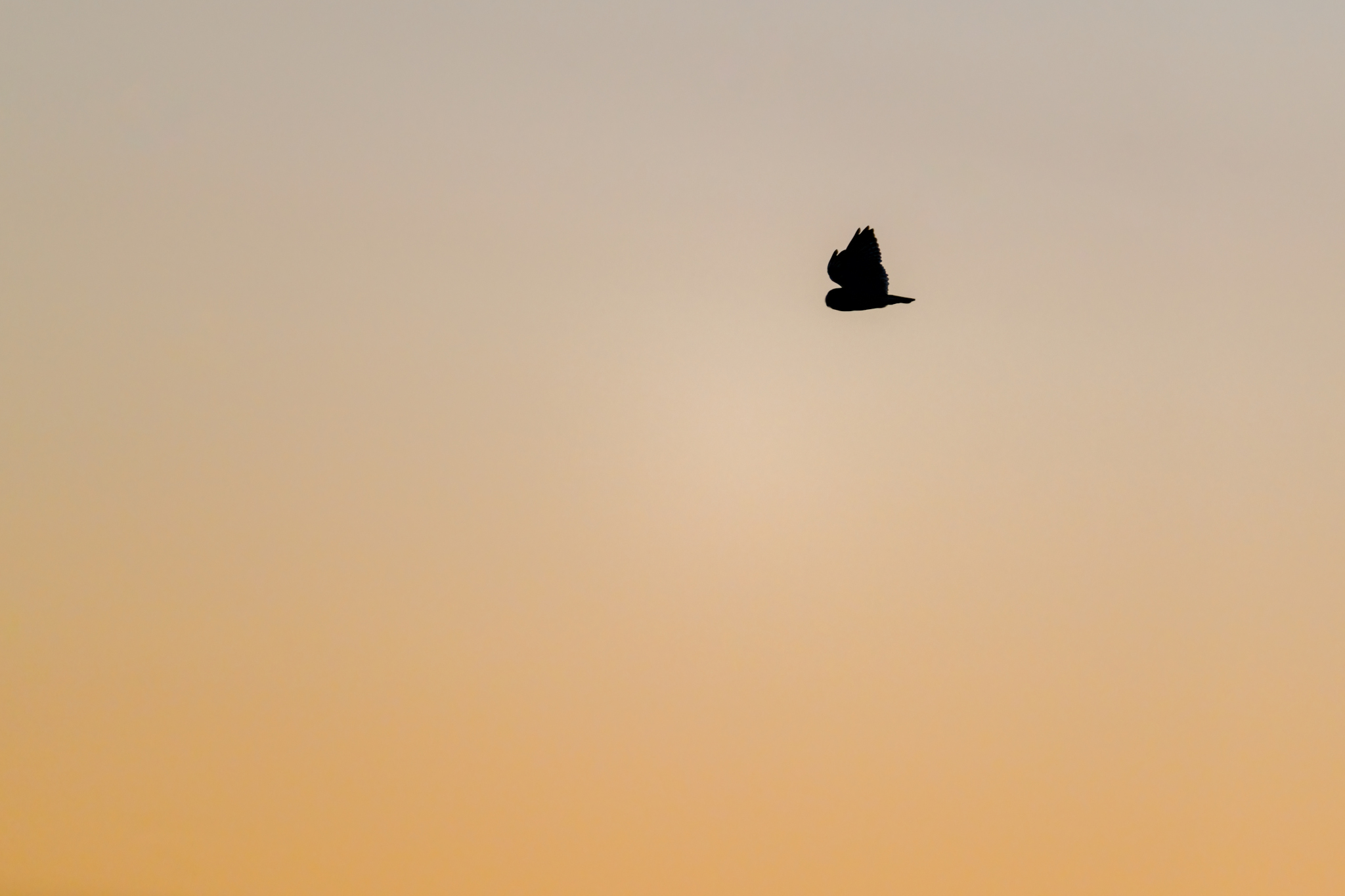 a small silhouette of a Short-eared Owl flying across an orange creamsicle colored sunset sky.