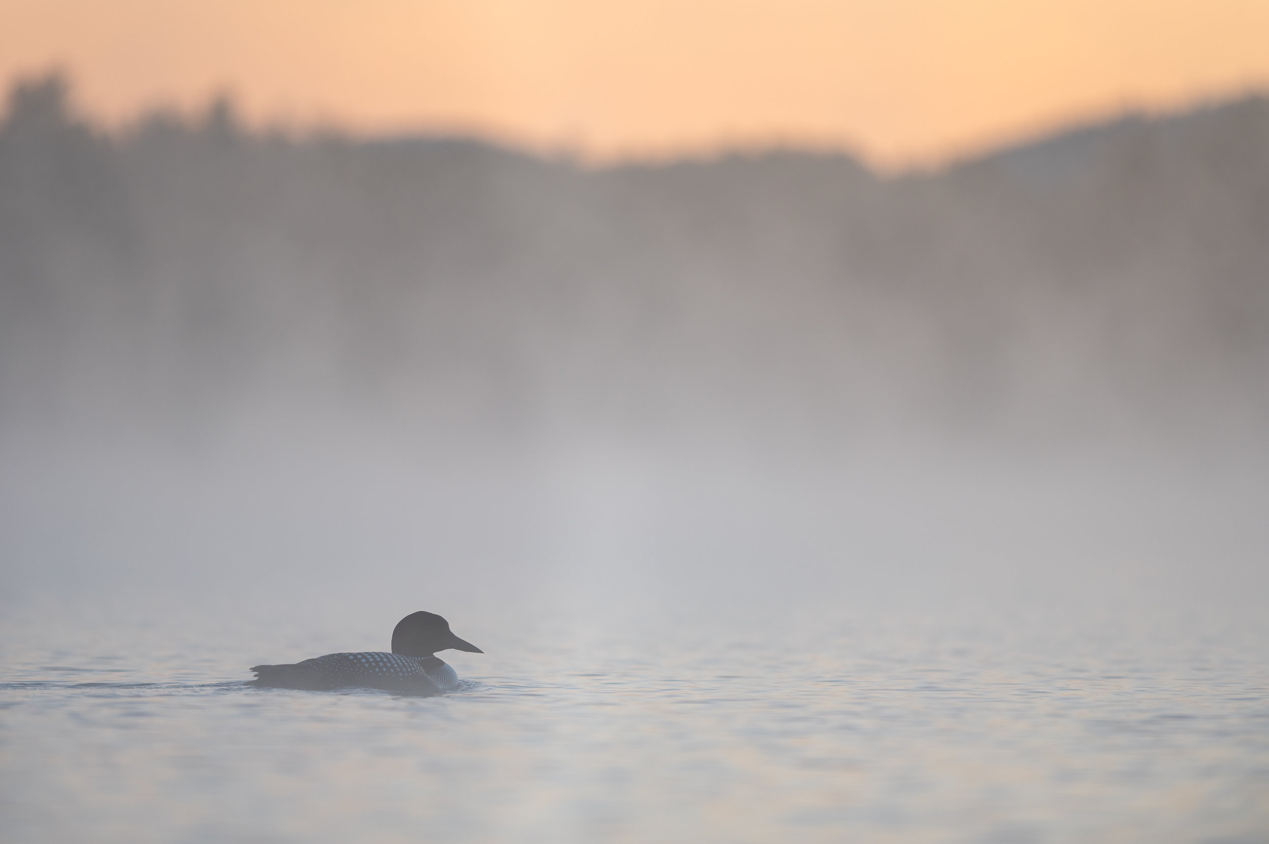 a photo of an adult Common Loon in a foggy pond, with early sunrise colors peaking over the hills and trees in the distance. the mist rising off the water and the bird's head angled down give the image a somber tone...notably, this image was taken during a morning i discovered that this loon's offspring had been killed by a predator