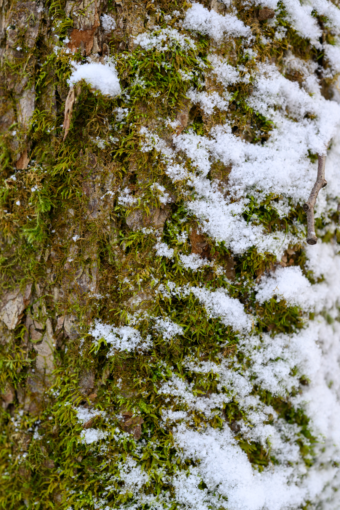 a thin layer of snow covers half of the moss on a tree trunk.